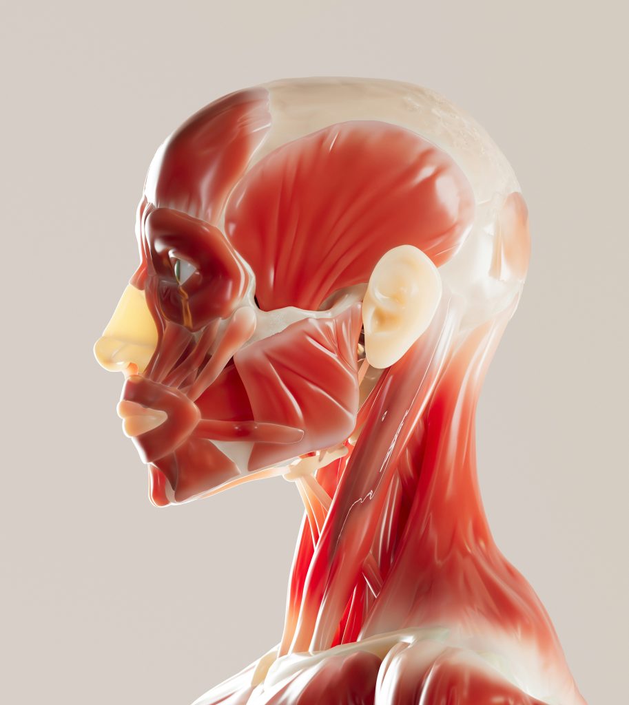 Comment stimuler la réparation nerveuse du visage ?