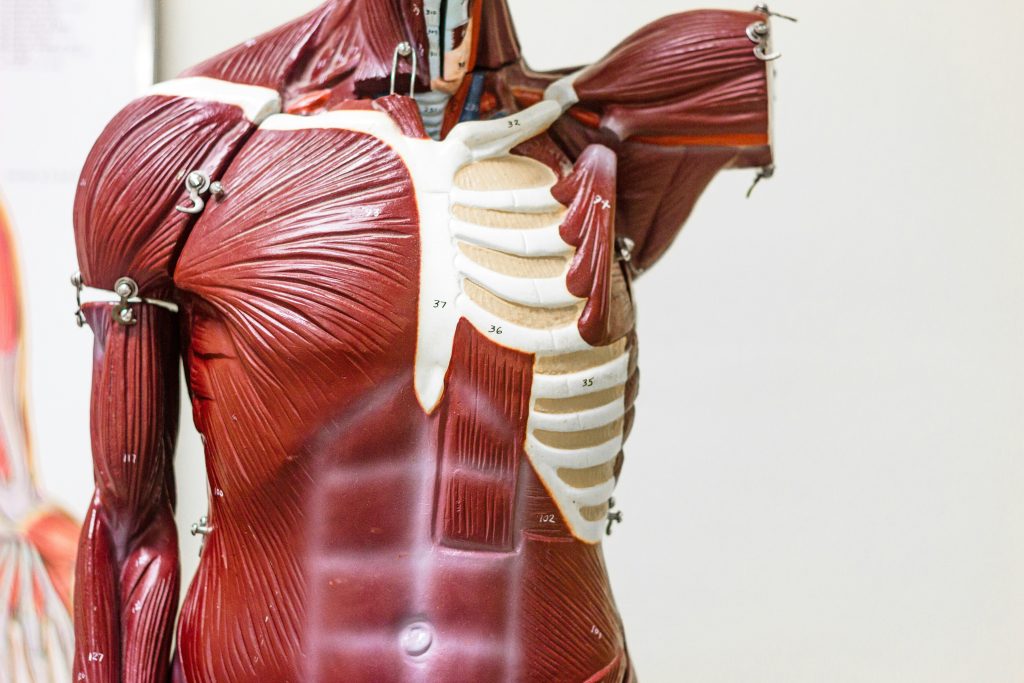 Déchirure musculaire : comprendre la blessure et reprendre le sport en sécurité